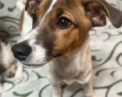 Tater Tot - Jack Russell Terrier Male Puppy for Adoption