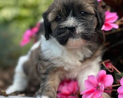 Meet Vance a sweet little pup with the softest coat and the most loving eyes! He s playful, cuddly, and always ready to be by your side. Vet-checked, up to date on shots, and dewormed, Vance is all set to fill your home with joy, laughter, and endless puppy snuggles.. Playful, energetic, friendly