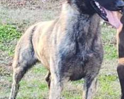 Prince - Dutch Shepherd Male Dog for Adoption