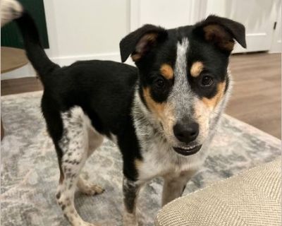 Hadley - Female Puppy Australian Cattle Dog mix for Adoption