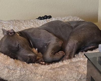 Meet Diesel! Diesel is a sweet 8.5 year old house hippo who adores adults and kids. With slow, careful introductions, he can also do well with other dogs. He s had a tough start mistreated by humans and bullied by some dogs but his heart is still wide open and ready to love. Diesel is a big fan of walks and an even bigger fan of snuggles. He ll happily eat just about anything, and his foster ha...