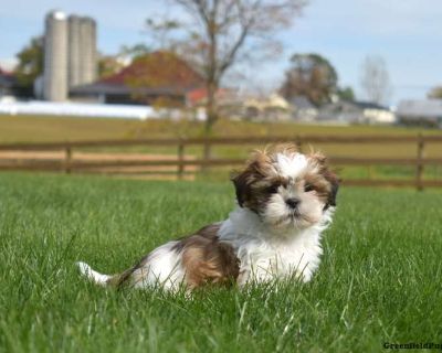 Kit Kat - 10 Weeks Female Shih Tzu Puppy for Sale
