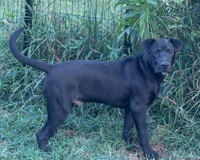 Pedro - Labrador Retriever Male Puppy for Adoption