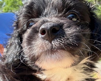Leo - Male Chihuahua, Long Coat/Mix Puppy for Adoption