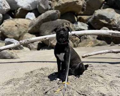 Dizzy - Husky/Staffordshire Bull Terrier Mix Male Dog for Adoption