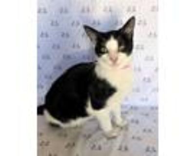 Adopt Hiccup a Black & White or Tuxedo Domestic Shorthair (short coat) cat in