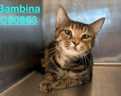Bambina - Domestic Short Hair Mix Female Cat for Adoption