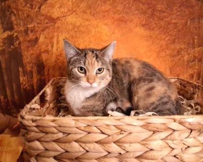 Meet Minnie the Cat Minnie is a one-year-old gentle, diluted tortie with a shy soul and a heart full of affection. She may take a little time to feel comfortable in new spaces or around new people, but once she trusts you, she blossoms into the sweetest companion. Minnie loves soft pets, quiet moments, and a calm environment where she can relax and feel safe. Minnie is spayed and fully up to da...