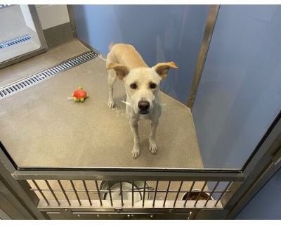 BAILEY - Labrador Retriever Female Dog for Adoption