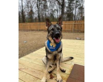 Kenai - German Shepherd Dog Male Dog for Adoption