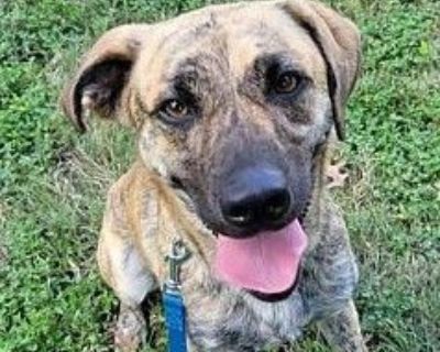 Cameo - Mountain Cur & Plott Hound Mix Female Dog for Adoption