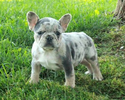 Giselle - 7 Weeks Female French Bulldog Puppy for Sale