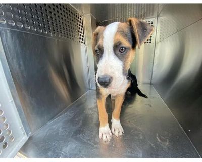 WALLACE - Border Collie Male Puppy for Adoption