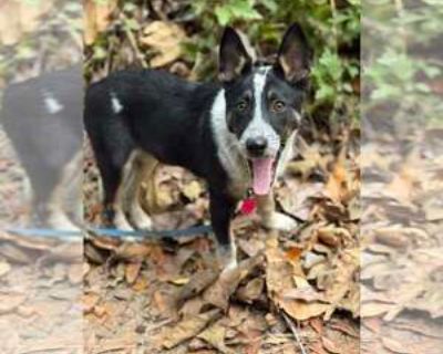 Young * Location Paso Robles, CA, 93446 USA USA *. Dog Breed: Australian Cattle Dog/Blue Heeler / Mixed (medium coat). Cattle Dog mix, female puppy Dottie is a female cattle dog mix 4-month old puppy who was found in a crate on the side of the road in Modesto along with her three siblings. The pups are a little shy, but sweet and loving. Melt in your arms type puppies. Dottie s got a cute littl...