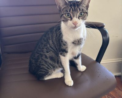 Soup - Domestic Short Hair Mix Female Cat for Adoption