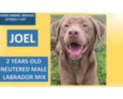 Adopt JOEL a Labrador Retriever, Mixed Breed