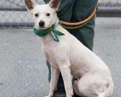 Dobby - Terrier (Unknown Type, Small)/Chihuahua Mix Male Dog for Adoption