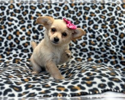 Chica - Chihuahua Female Puppy for Sale