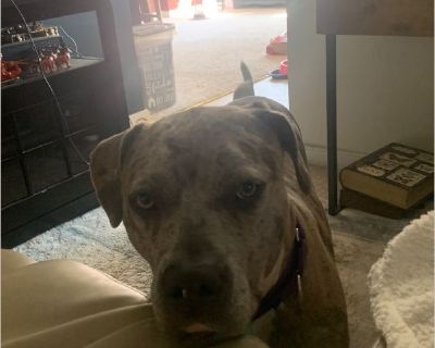 Daisy mae - Female Puppy Pit Bull for Adoption