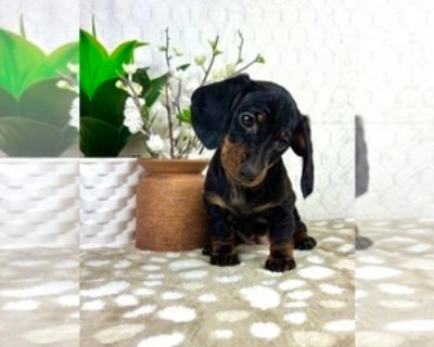 10 Weeks Old * Availability Date: 10/17/2025 * Shipping Area: Pick Up Only * Payment Method: Paypal, Credit Cards, Cash *. My adorable and playful AKC Mini Dachshund puppies are looking for their forever home! They have completed deworming and are up to date on their vaccines. The puppies have been socialized with children, cats, and other animals. I am available for you to come and meet them a...