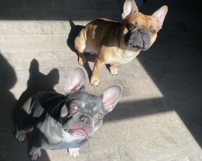 5 Male and 2 Female French Bulldog Puppies for Sale