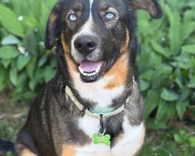 Hope - Shepherd (Unknown Type)/Husky Mix Female Dog for Adoption