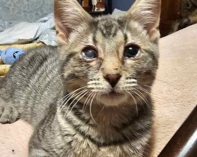 Mingus - Domestic Shorthair Male Kitten for Adoption
