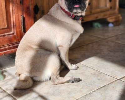 Introducing sweet Pugabelle This adorable little lady is about 3 years old and full of charm! Pugabelle is as loving as her name sounds -- she adores being close to her humans, soaking up attention, and giving gentle snuggles. She has that classic pug personality -- a mix of silliness, loyalty, and heart-melting sweetness. Pugabelle is just as happy curling up on the couch for movie time as she...