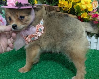 Toy Pomeranian Babies. Prespoiled!!!