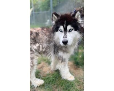 Ugg - Husky/Mixed Breed (Medium) Mix Male Dog for Adoption