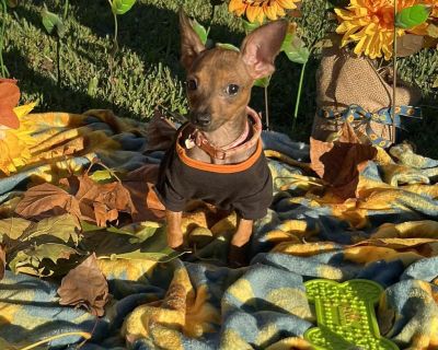 ***Please note, once completing the initial screen you will be connected with the placement for a video chat. Transports run every few weeks and we will have the dog on the next available transport once approved. If you are not able to accept a dog until a specific time period, please apply at that time*** We are a volunteer run rescue and donate our time to these dogs. IF you are not serious a...