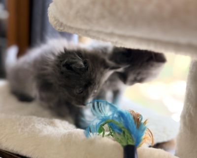 Meet Kip, Tilley and Bailey these 3 little cutie will steal your heart in minutes . They are just the right mix of playfulness , confident and loving and will provide endless hours of entertainment! They are being foster with dogs of all sizes and other cats . They are litter trained to both a litter robot and regular litter pan . If you would like to meet or have any more questions please call...