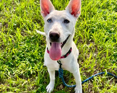 CASHMERE - Siberian Husky Mix Female Dog for Adoption