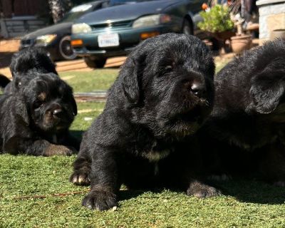 1 Tibetan mastiff puppy available