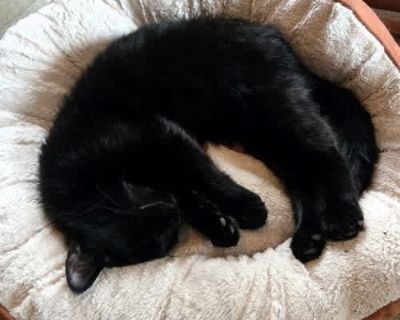 Philomena - Domestic Shorthair Female Cat for Adoption