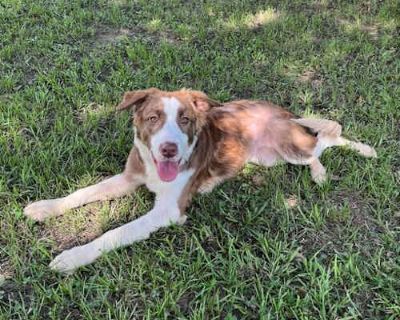 Umbrella - Collie/Labrador Retriever Mix Female Puppy for Adoption
