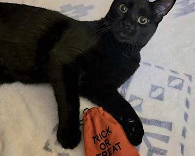 Willy Nelson - American Shorthair Male Cat for Adoption