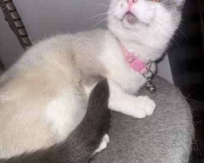 Luna - Siamese Female Cat for Adoption