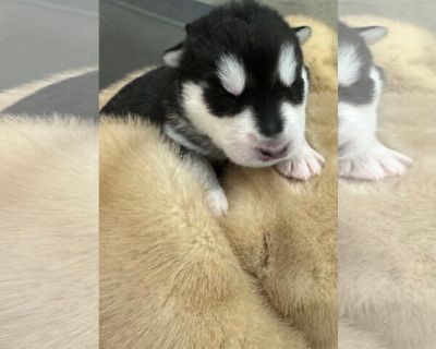 Puppies 2 male 2 female - Siberian Husky Female Puppy for Adoption