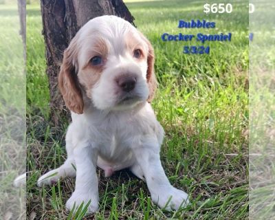 Litter of 8 - Cocker Spaniel Male Puppy for Sale