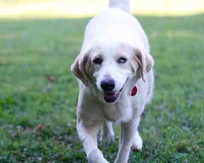 Molly - Golden Retriever & German Shepherd Dog Mix Female Dog for Adoption