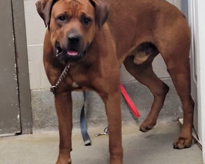 Reggie - Rottweiler & Boxer Mix Male Dog for Adoption