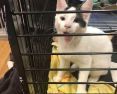 Hello, My name is Mouth from the Goonies. I was found with my brothers and we love adventure and we are ready for our next one. Cats: Yes Dogs: Probably okay Kids: Yes Medical: We came in with herpes virus and though we have been vaccinated be can still have flare ups where our eyes get goopy. Though contagious most healthy vaccinated cats are not as susceptible to it. Buddies: Mikey, Chunk, Da...