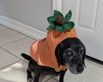 **Sadie is almost ready for adoption** Age: 8 years old Weight: 46 lbs Good with dogs: Yes! Good with cats: Not sure. Good with kids: Yes! Housebroken: Yes. Health & Wellness Needs: I just finished heartworm treatments!. House-trained Yes Health Vaccinations up to date, spayed / neutered.. Senior Female Medium Black