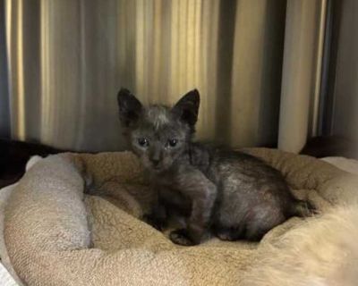 Cappy - Domestic Shorthair Female Kitten for Adoption