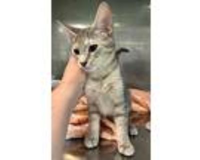 Misty, Domestic Shorthair For Adoption In Alpharetta, Georgia