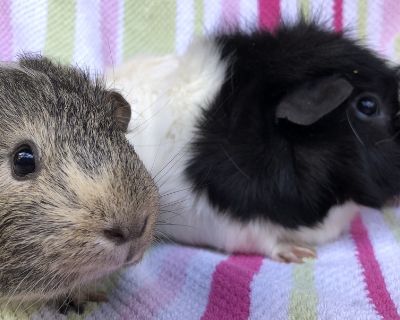 Panorama ( bonded to Joven) - Guinea Pig Female for Adoption