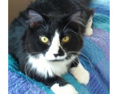 Beamer - Domestic Long Hair Male Cat for Adoption