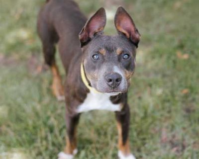 Pascal - American Pit Bull Terrier/Mixed Breed (Medium) Mix Male Dog for Adoption