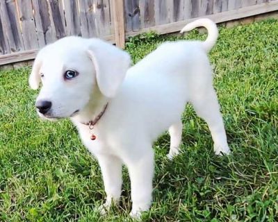 PUPPY SUGAR BABY - Great Pyrenees/Australian Shepherd Mix Female Puppy for Adoption